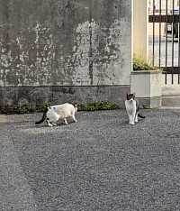 ねこ